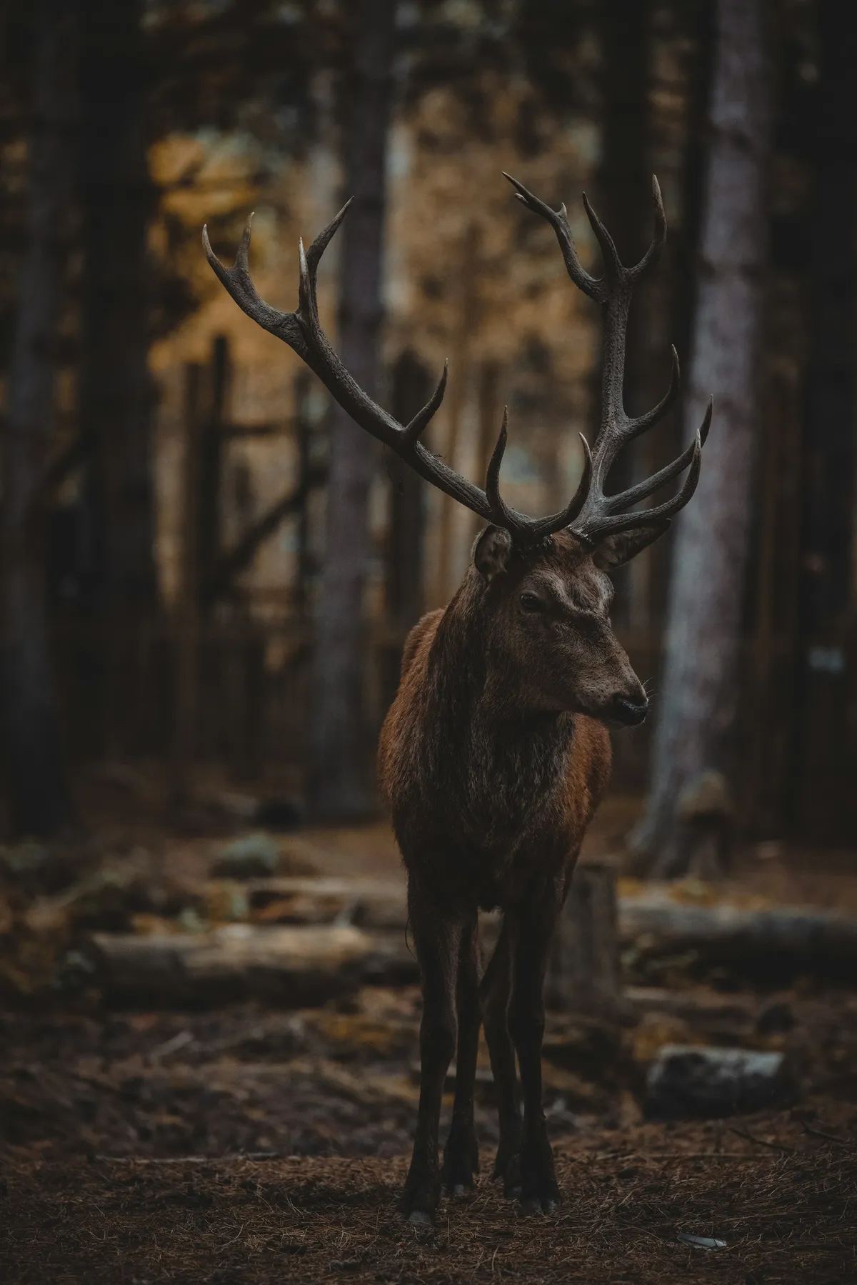 Cerf ambré, symbole d'une présence durable et de cap tenu