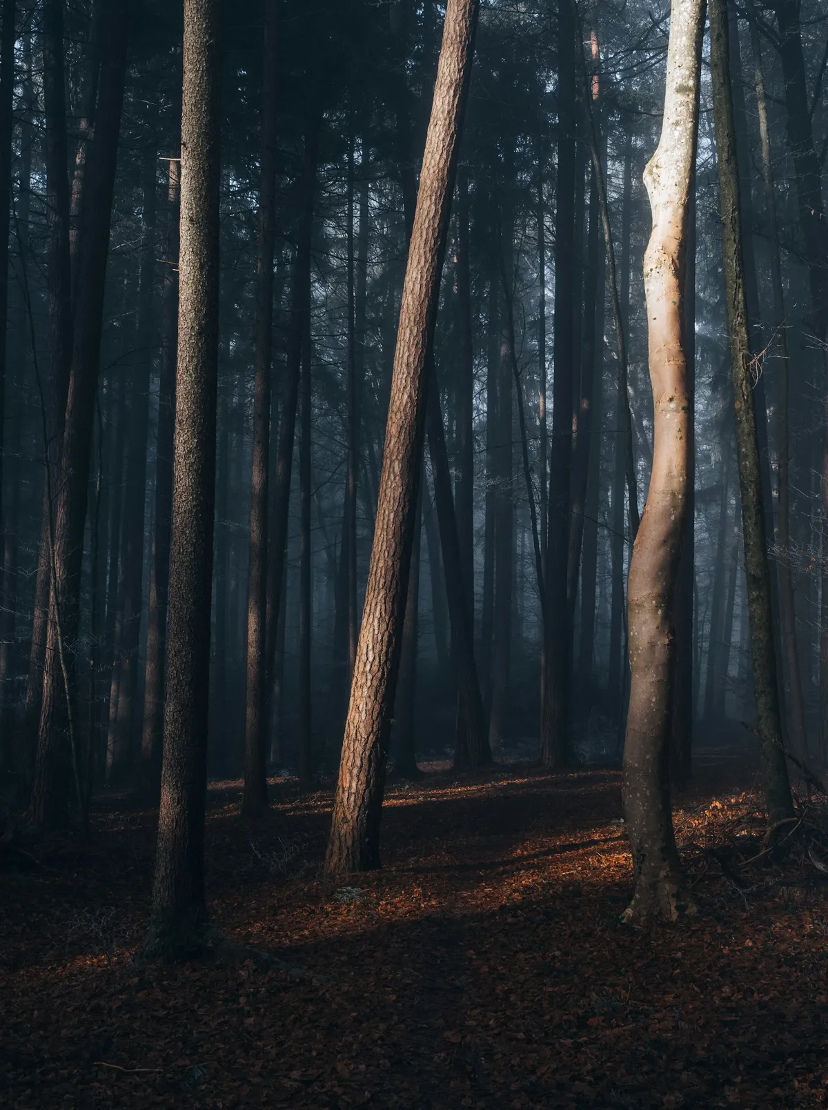 Forêt vue de l'intérieur, symbole d'un système organisé