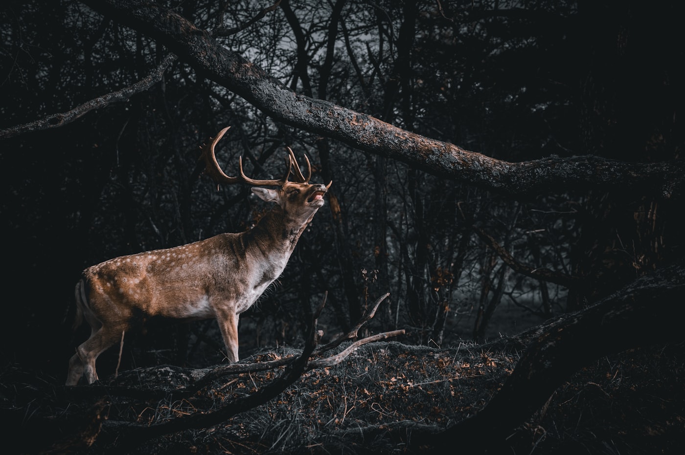 Cerf en forêt
