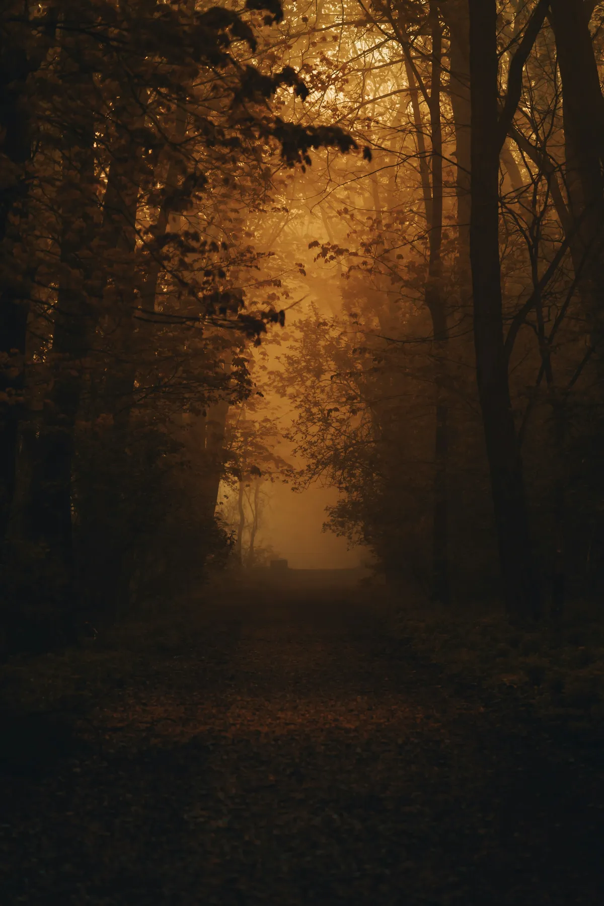 Sentier dans la brume, symbole d'une décision qui ouvre la voie